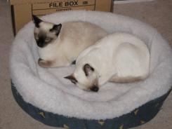 more kittens